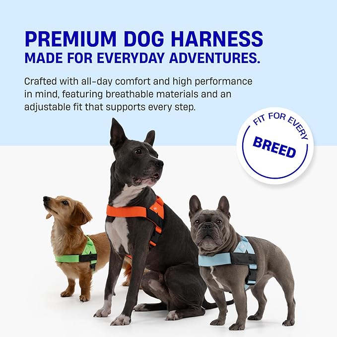 The Dog Harness That Stops Pulling — Without Sacrificing Comfort
