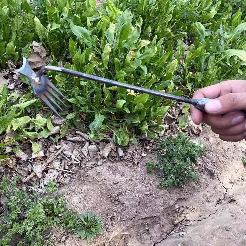 Standing Weed Puller with Four Steel Teeth and Extended Handle